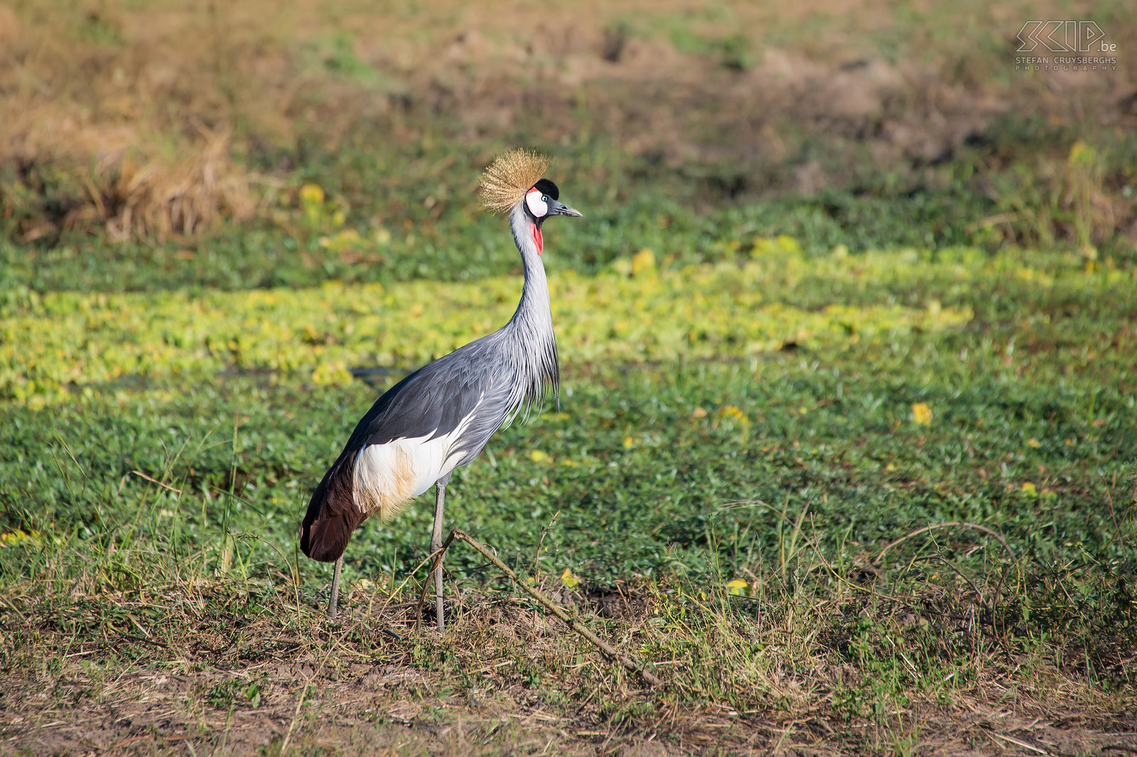 South Luangwa - Grey crowned crane (Balearica regulorum) Stefan Cruysberghs